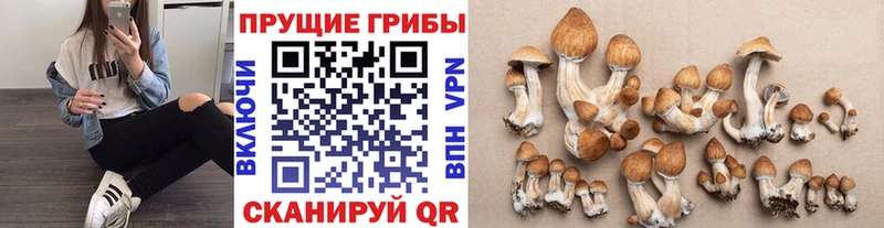 Псилоцибиновые грибы MAGIC MUSHROOMS  Качканар 